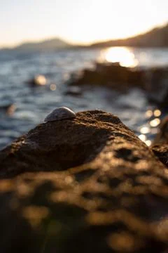 Seashell on a rock during sunset Stock Photos