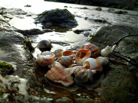 Seashell on a rock Stock Photos