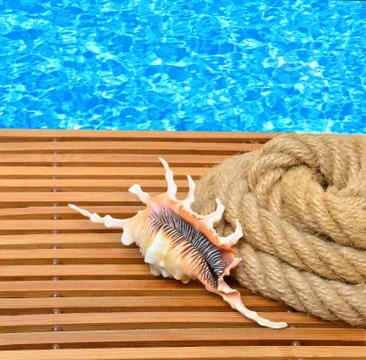 Seashell with a rope. Stock Photos