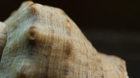 Seashell rotates in macro Stock Footage 100023266