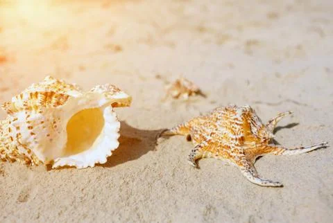 Seashell on sand background. Beach or sea coast. Sunny and bright. Stock Photos