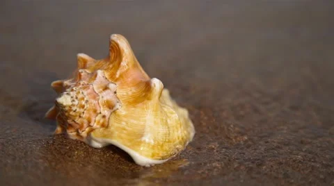 Seashell on the sand beach and waves in sunrise. Close-up shot. 動画素材 64248588
