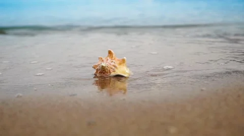 Seashell on the sand beach and waves in sunrise Stock-Footage 64251658