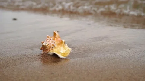 Seashell on the sand beach and waves in sunrise Video stock 64342886