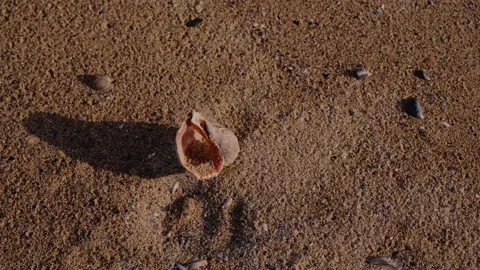 Seashell on the sand beach and waves in sunrise. Close-up shot. Stock Footage 152857042