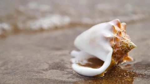 Seashell on sand beach in the light of sun with waves backround Stock-Footage 64247889