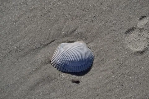 Seashell in the sand at the beach Foto stock