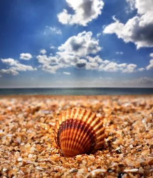 Seashell on sand beach Stock Photos