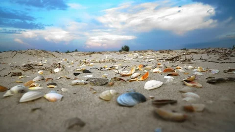 Seashell on the sand beach at sunset Video stock 120254800