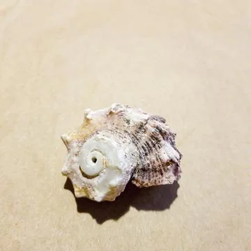 Seashell on a sand-colored craft paper background. Isolated Stock Photos