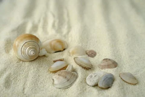 Seashell on sand. free space for text Stock Photos