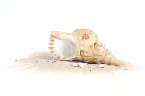 Seashell on sand isolated on white background Foto stock