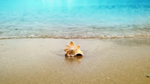 Seashell on sand ocean beach Stock-Footage 64045345