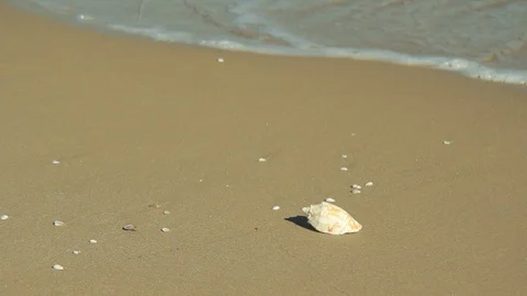 Seashell on the sand - Peaceful background video Stock Footage 104274812