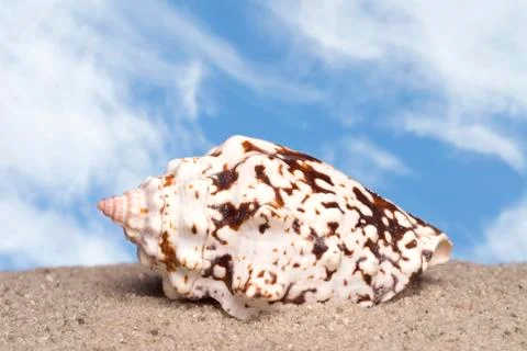 Seashell on the sand Stock Photos
