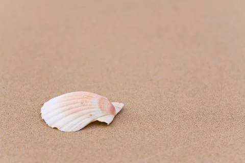 Seashell on the sand Stock Photos