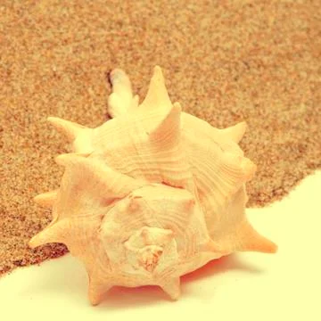 Seashell on the sand Stock Photos