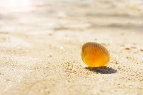Seashell on sand Stock Photos