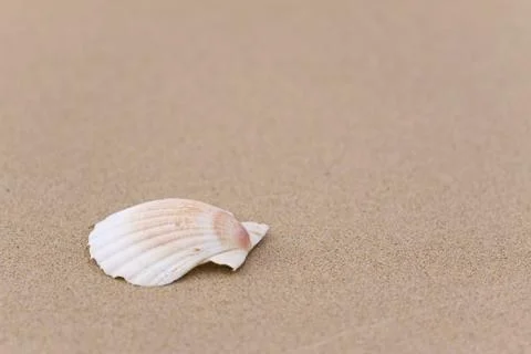 Seashell on the sand Stock Photos