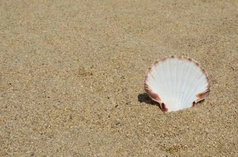 Seashell on a Sand Stock Photos