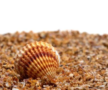 Seashell on sand Stock Photos