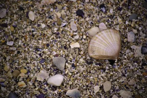 Seashell on the sand Fotos de archivo