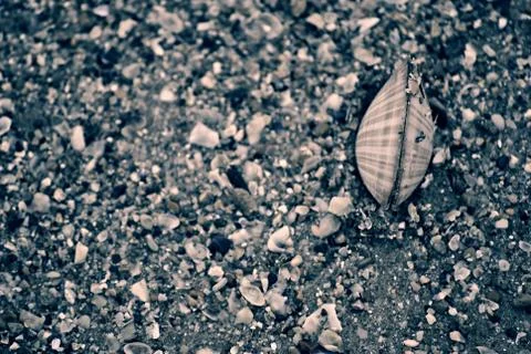 Seashell on the sand Stock Photos