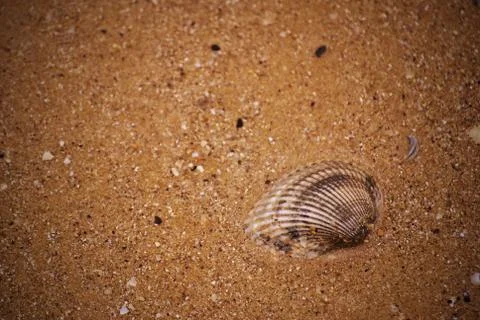 Seashell on the sand Foto stock