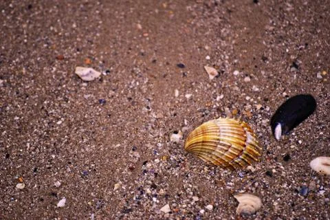 Seashell on the sand Foto stock