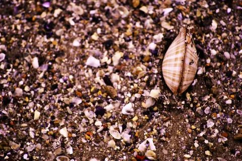 Seashell on the sand Fotos de archivo