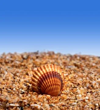 Seashell on sand Stock Photos