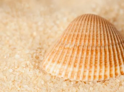 Seashell on the sand Stock Photos