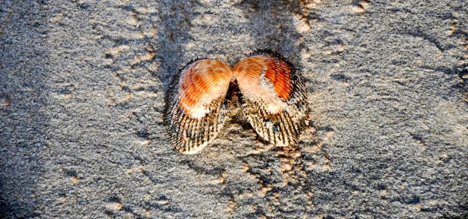 Seashell on the sand Stock Photos