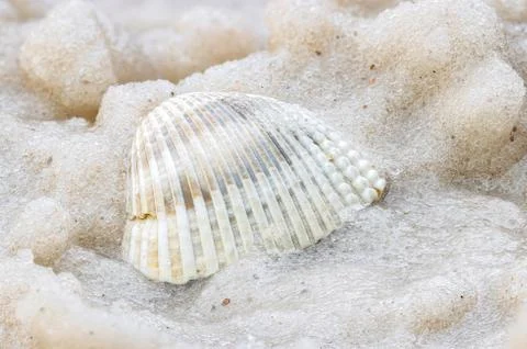 Seashell on sand Stock Photos