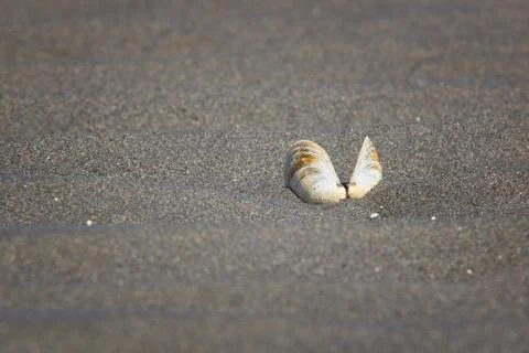 Seashell in the sand Stock Photos