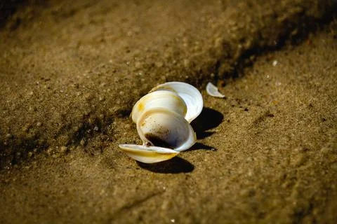 Seashell in sand Stock Photos
