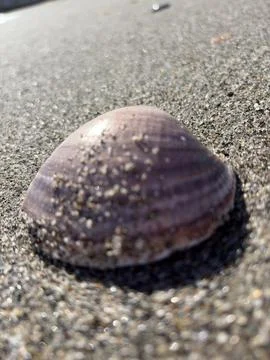 Seashell on Sand Stock Photos