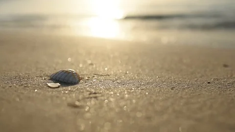 Seashell in the sand on a public beach in Dubai Stock Footage 87604801