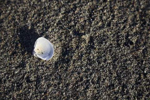 Seashell on the sand seen up close Stock Photos