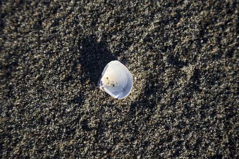 Seashell on the sand seen up close Stock Photos