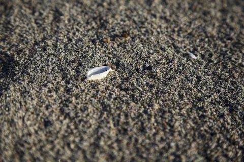 Seashell on the sand seen up close Stock Photos