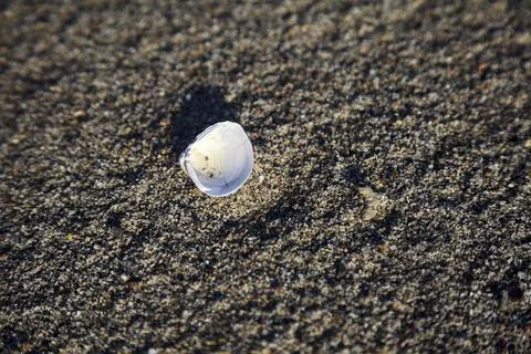 Seashell on the sand seen up close Stock Photos