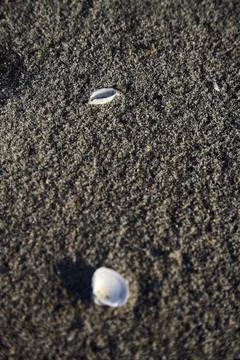 Seashell on the sand seen up close Stock Photos