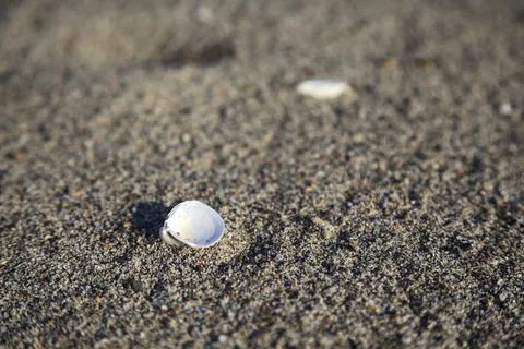 Seashell on the sand seen up close Stock Photos