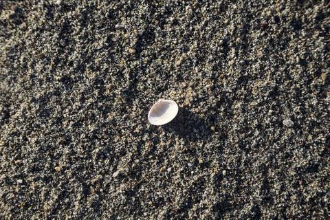 Seashell on the sand seen up close Stock Photos