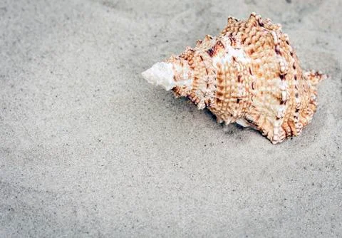 Seashell on the sand, summer beach background travel concept with copy space  Stock Photos