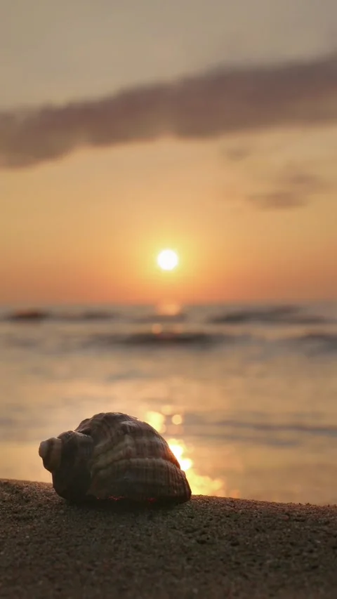 Seashell on sand at sunset with ocean waves motion and sun reflection over .. Stock Footage 334913145
