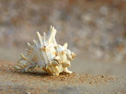 Seashell on a sand.closeup. Stock Photos