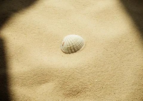 Seashell on a sandy beach in bright sunshine, hard shadows Stock Photos