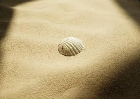 Seashell on a sandy beach in bright sunshine, hard shadows Stock Photos